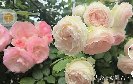 晒晒我的花_花