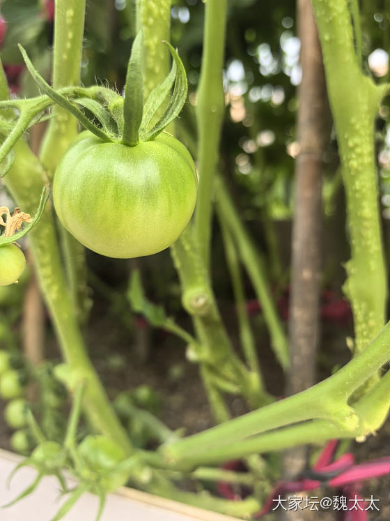 我的小菜园收获了第一批蔬菜_菜园