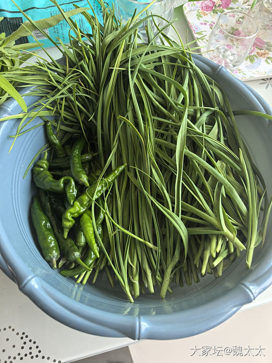 我的小菜园收获了第一批蔬菜_菜园