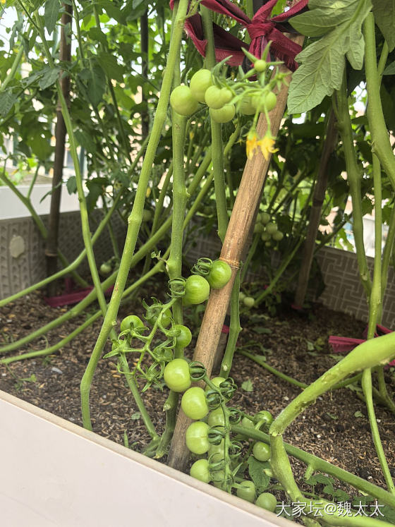 我的小菜园收获了第一批蔬菜_菜园