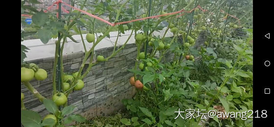 我的小菜园收获了第一批蔬菜_菜园