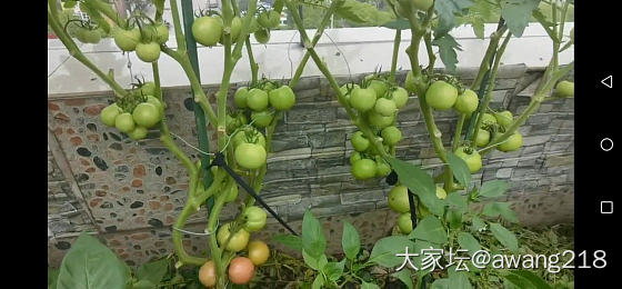 我的小菜园收获了第一批蔬菜_菜园