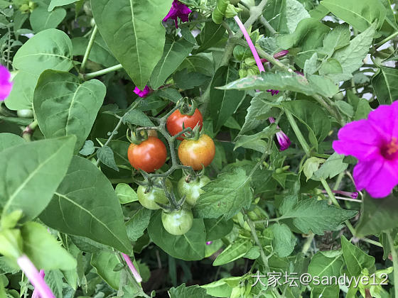 我的小菜园收获了第一批蔬菜_菜园