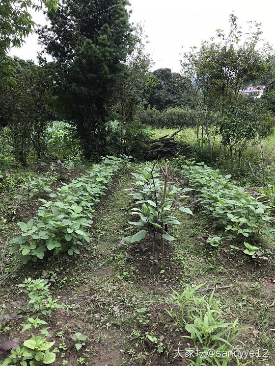 我的小菜园收获了第一批蔬菜_菜园
