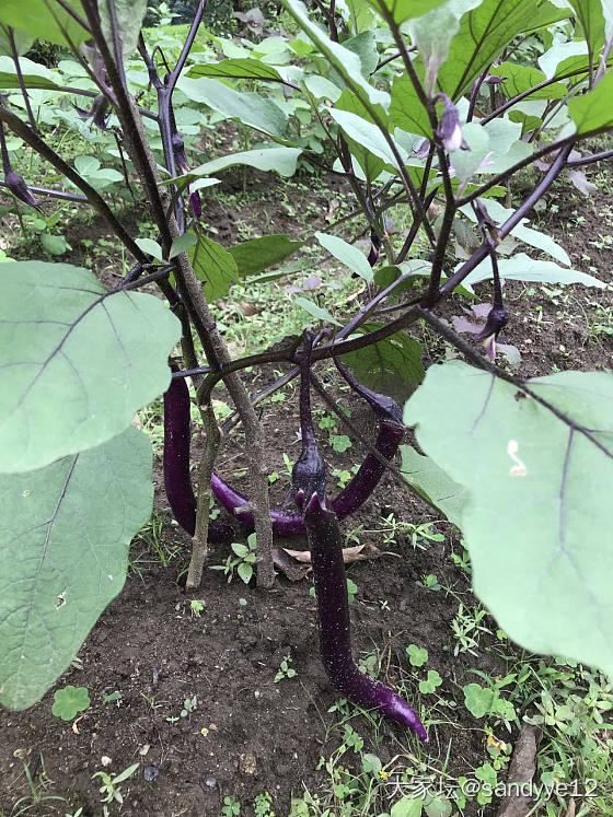 我的小菜园收获了第一批蔬菜_菜园