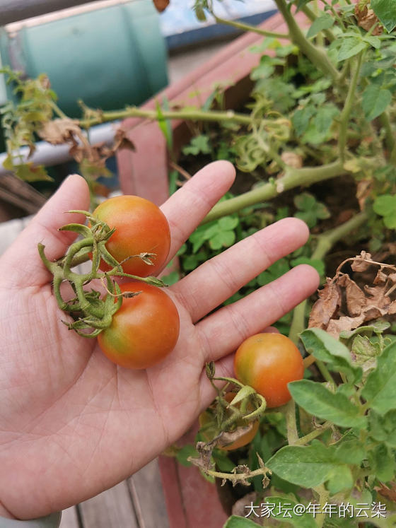 我的小菜园收获了第一批蔬菜_菜园