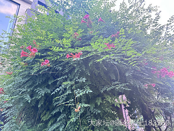 小院即景_花闲聊植物