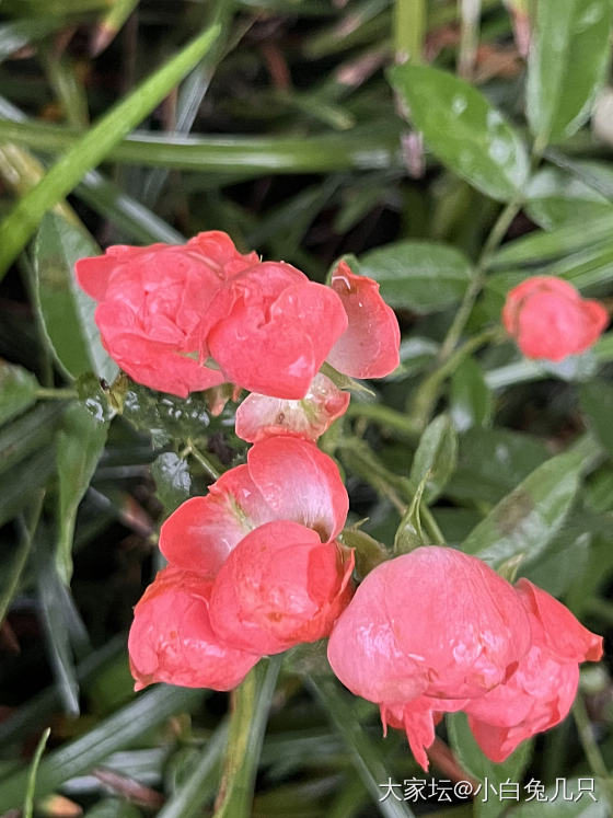 今天的小可爱_花
