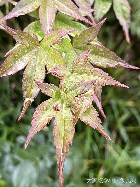 今天的小可爱_花