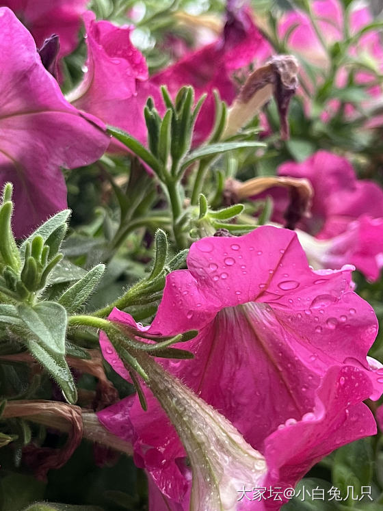 今天的小可爱_花