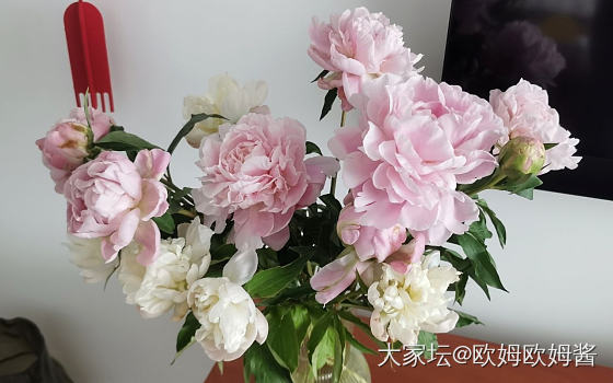 好用的鲜花保鲜剂_花生活