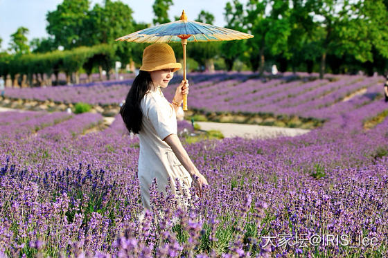现场感受薰衣草的芬芳气息_花