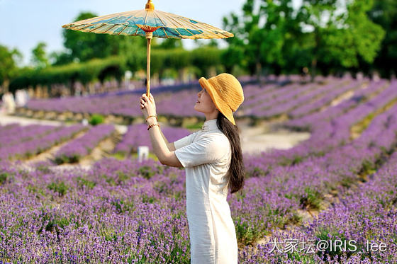 现场感受薰衣草的芬芳气息_花