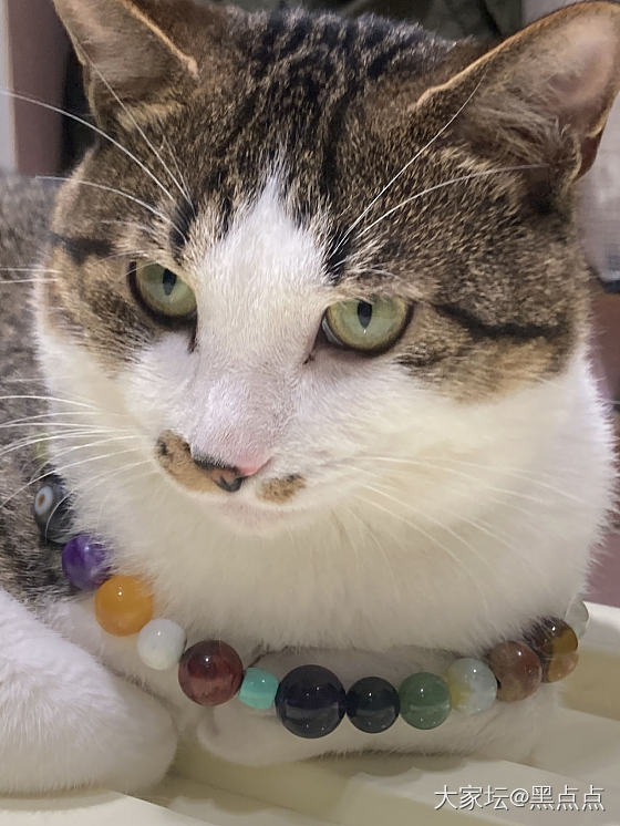 猫片_玉石