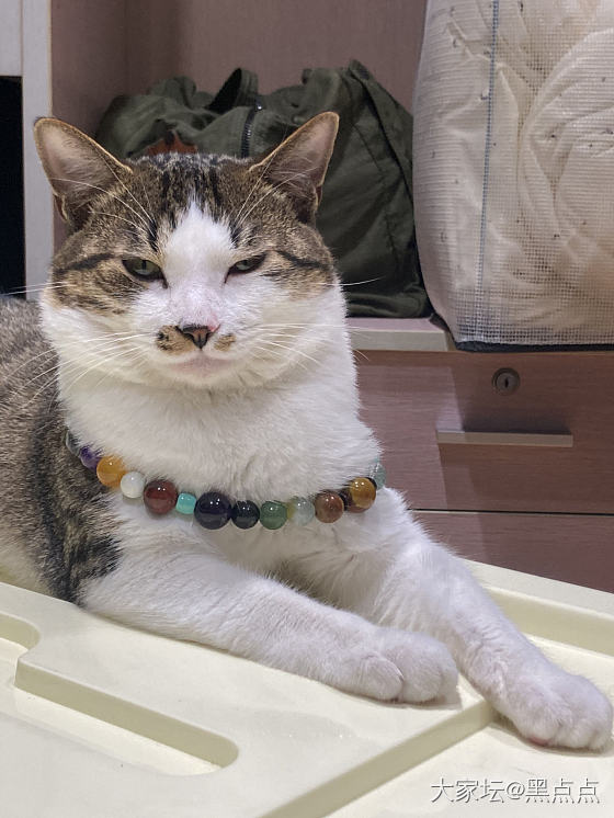猫片_玉石