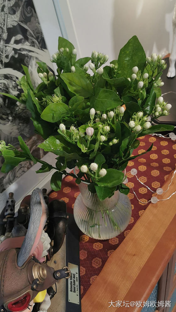 今日份鲜花_花生活