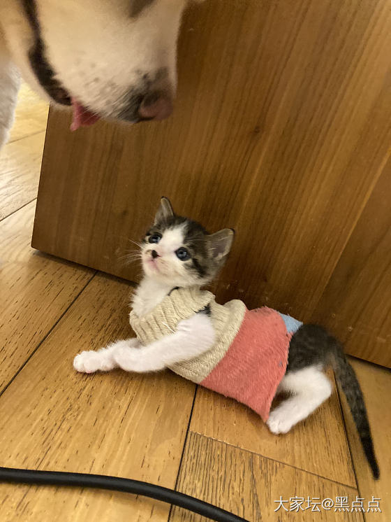 猫片_玉石