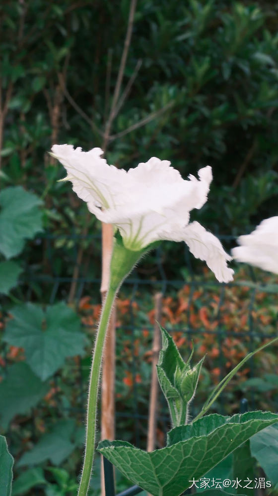 这是什么花？结的什么果？_花