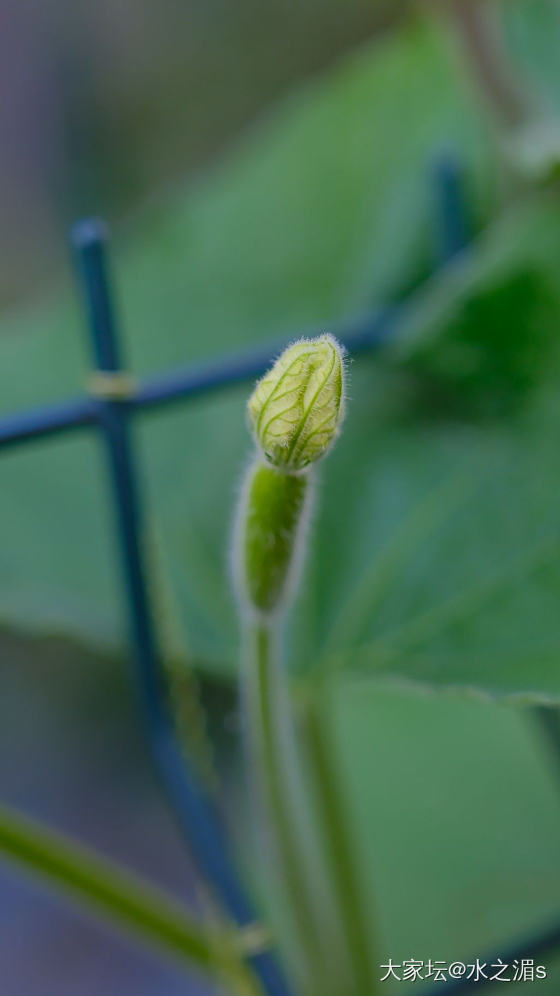 这是什么花？结的什么果？_花