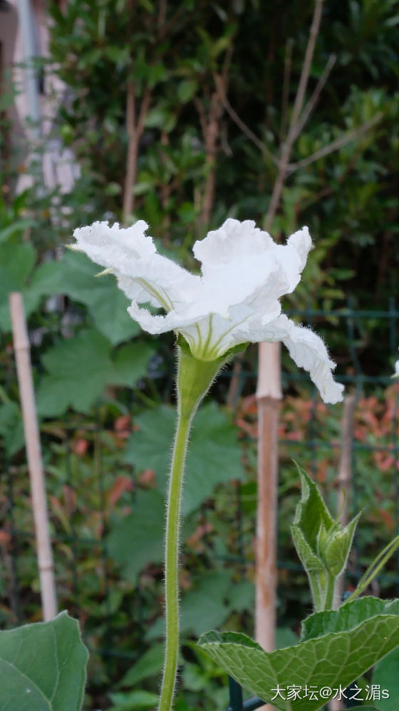 这是什么花？结的什么果？_花