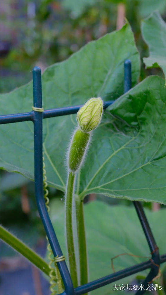 这是什么花？结的什么果？_花