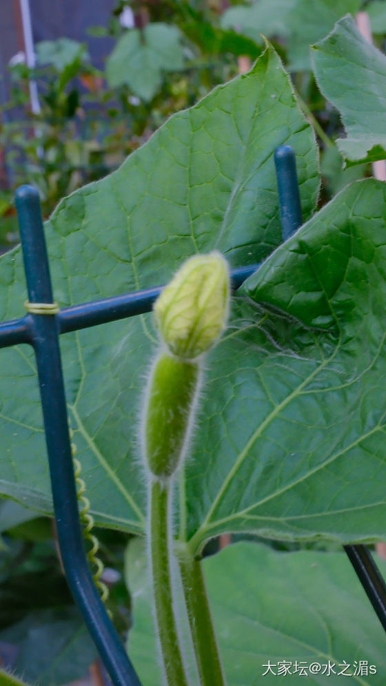 这是什么花？结的什么果？_花