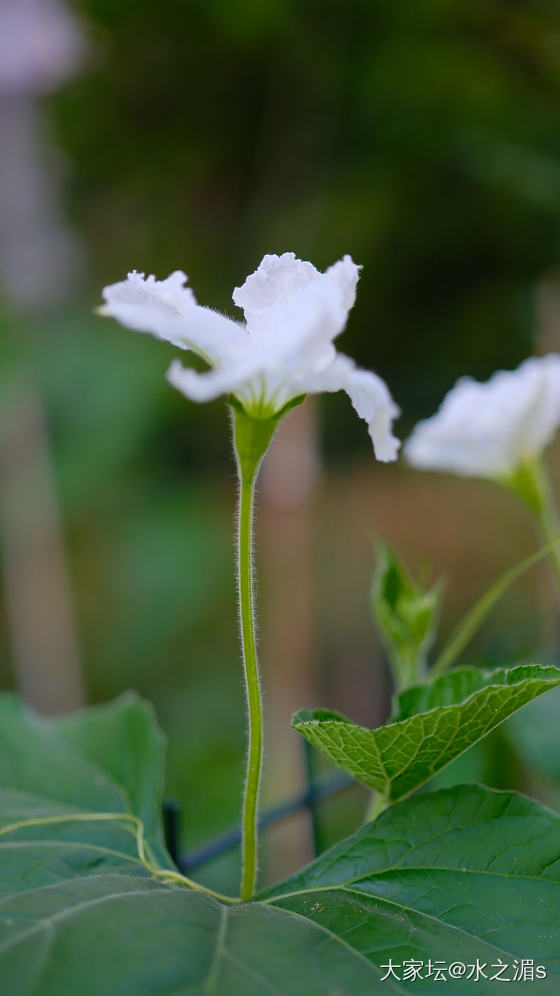 这是什么花？结的什么果？_花