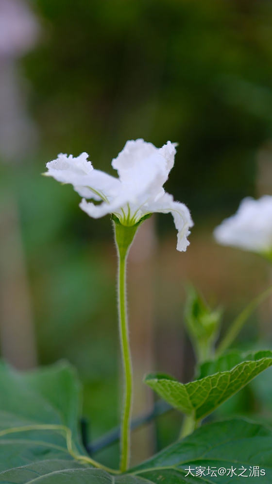 这是什么花？结的什么果？_花
