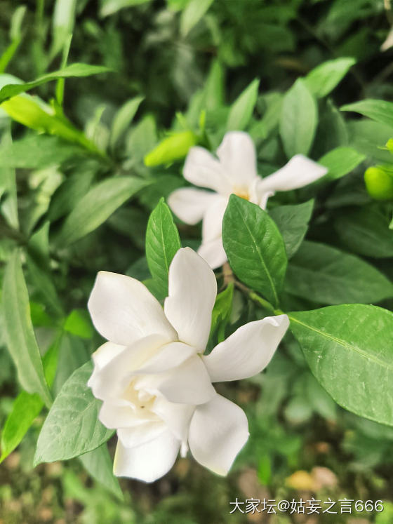 榴花灼灼_水果花手镯
