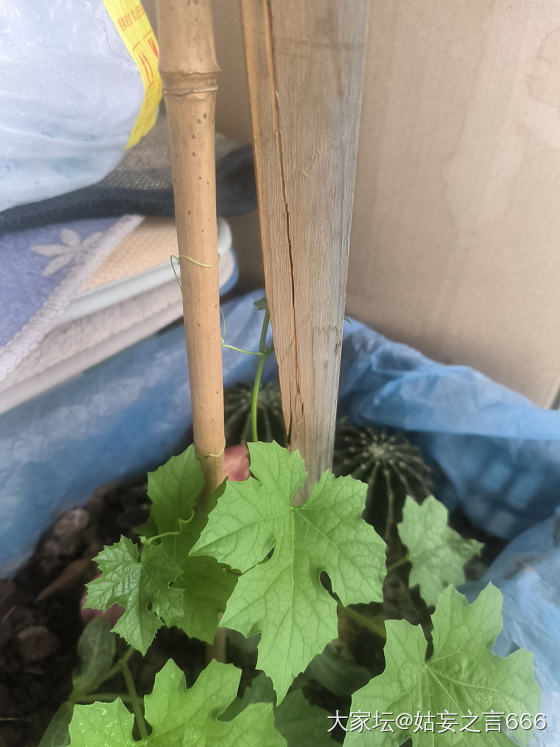 榴花灼灼_水果花手镯