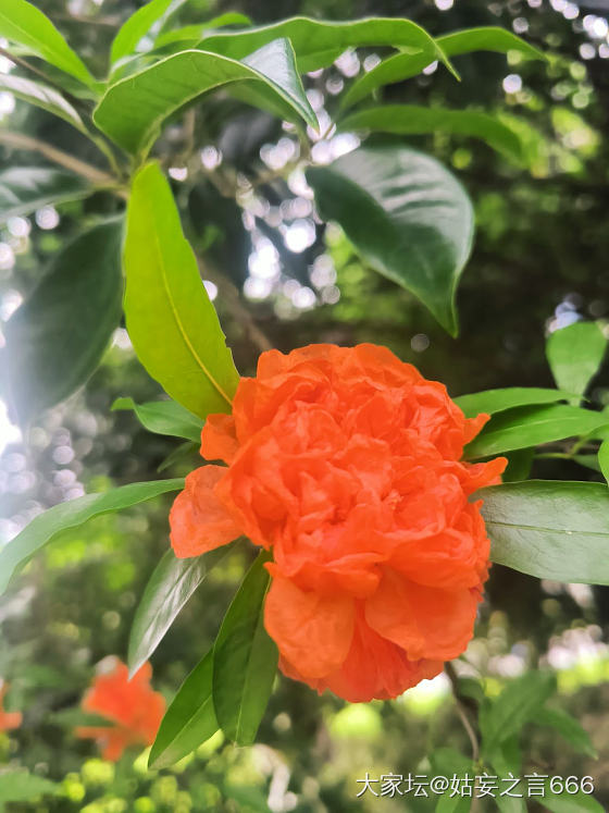 榴花灼灼_水果花手镯