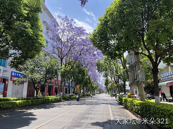 浪漫紫色💜_花