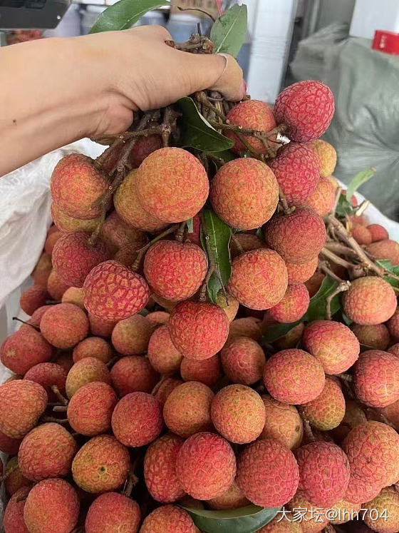 白糖罂妃子笑开售_品味
