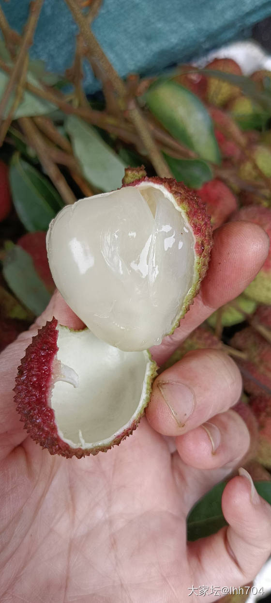 白糖罂妃子笑开售_品味
