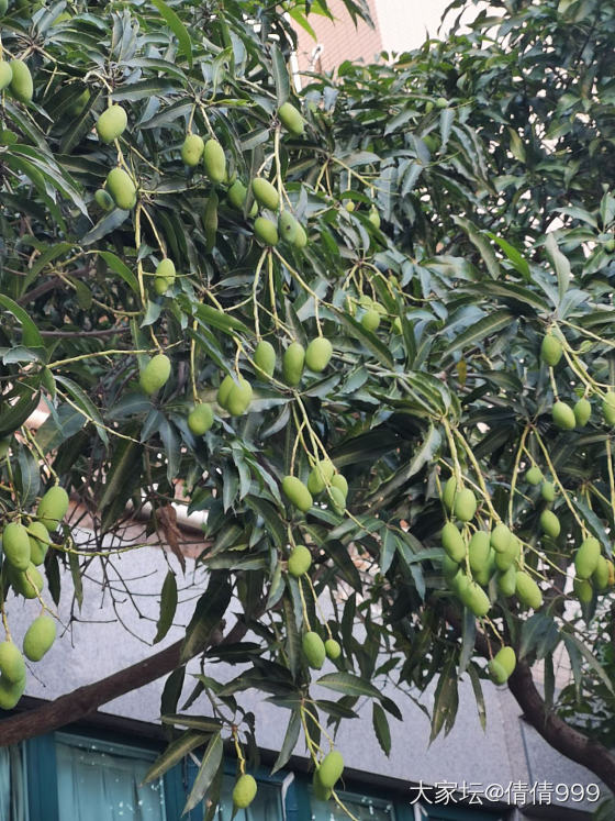 今年芒果结的真多呀，呼呼😝_植物