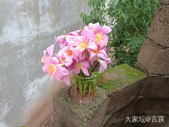 没人能阻止我开花_花