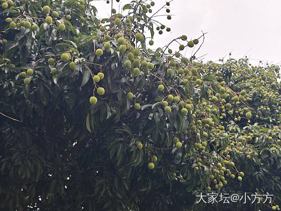 端午安康_植物