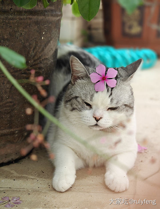簪花少年郎😄_宠物