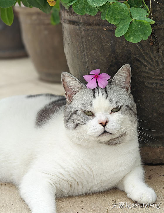 簪花少年郎😄_宠物