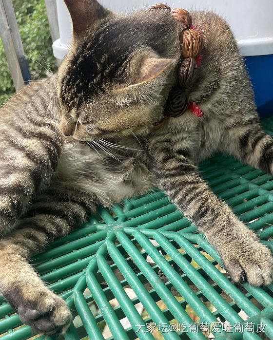 簪花少年郎😄_宠物