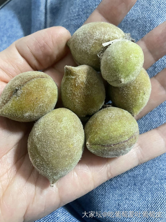周末盘盘盘_核桃文玩