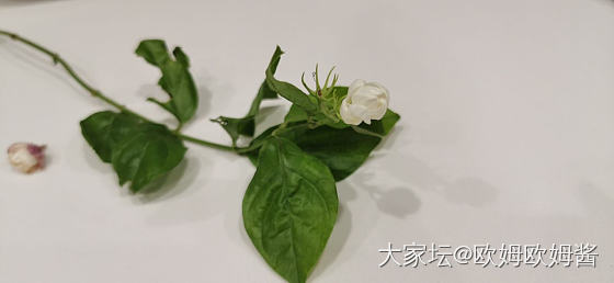 端午安康_花水培植物