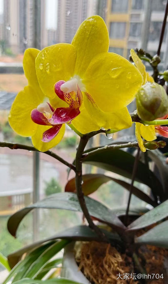 最爱蝴蝶兰_花