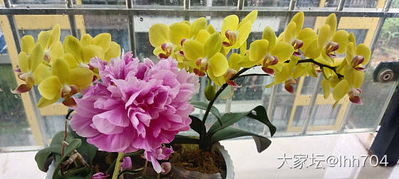 最爱蝴蝶兰_花