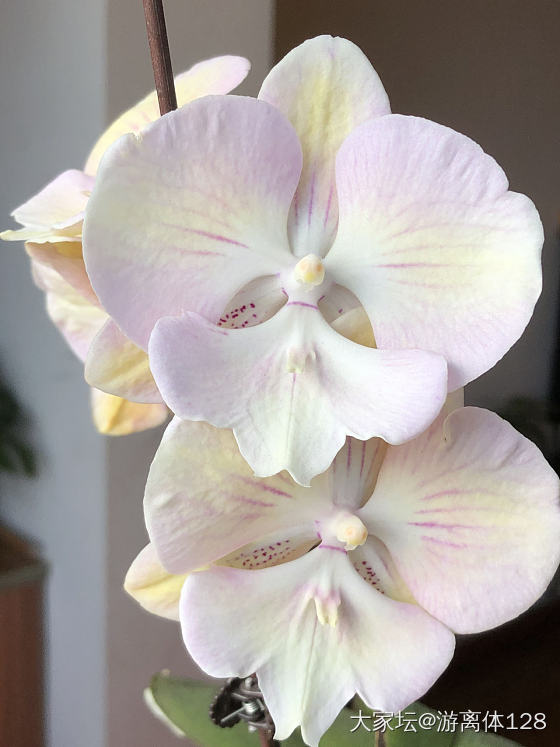 最爱蝴蝶兰_花