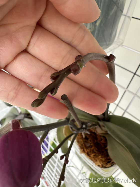最爱蝴蝶兰_花