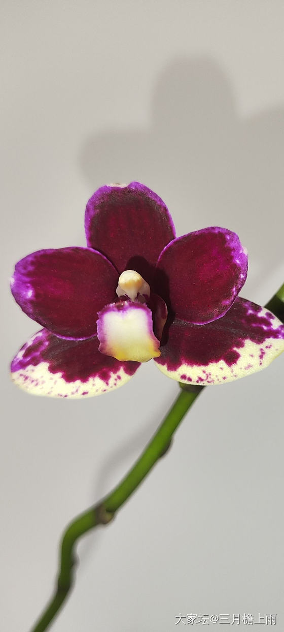 最爱蝴蝶兰_花