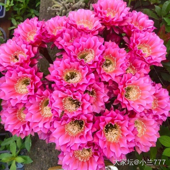 彩草仙人球粉色有花苞了_品味