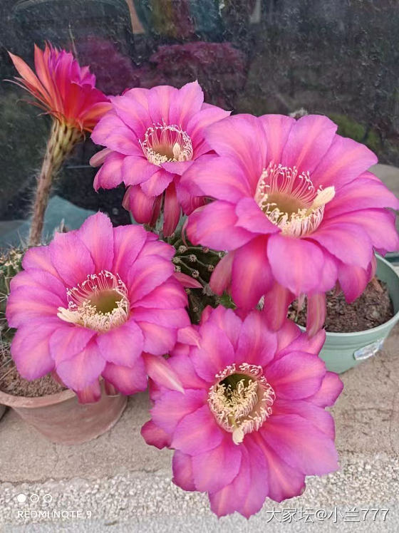 彩草仙人球粉色有花苞了_品味