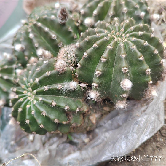 彩草仙人球粉色有花苞了_品味